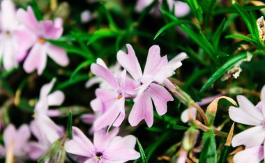 A close-up view of delicate pink flowers surrounded by green foliage. The flowers have five petals and are clustered together, creating a soft and vibrant appearance. clipart