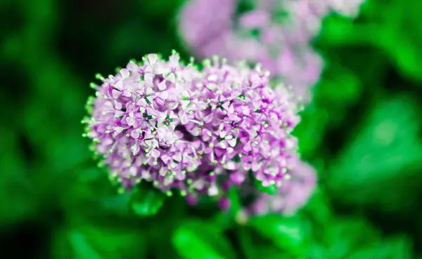 stock image A close-up view of vibrant purple flowers surrounded by lush green foliage. The flowers are clustered together, showcasing delicate petals and a soft focus background.