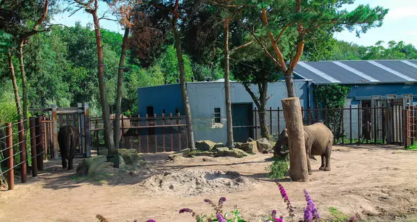 stock image A serene zoo scene featuring two elephants in their enclosure surrounded by trees and rocks. The area is well-maintained with a sandy ground and a few plants in the foreground.