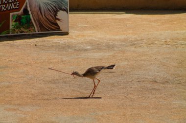 Uzun bir nesneyle etkileşime giren kumlu bir yüzeyde duran bir kuş. Arka planda tüylü bir tasarımı olan bir tabela var. Bu da vahşi yaşam ya da doğa temasını gösteriyor..