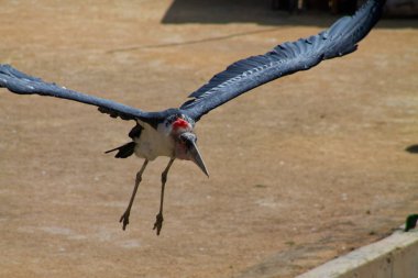 Geniş kanat açıklığı ve ayırt edici özellikleriyle uçan büyük bir kuş. Kuşun kafasında kırmızı bir yama olan siyah ve beyaz bir gövdesi var, dokulu bir yüzey üzerinde süzülüyor..