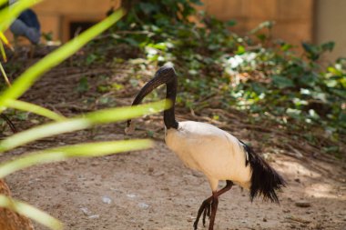 Uzun siyah gagalı ve kuyruğunda siyah tüyleri olan beyaz bir kuş yeşil topraklarda yürüyor..