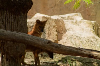 Bir ağacın yanında duran vahşi bir köpek, bir kütük tarafından kısmen gizlenmiş. Arka planda kayalık bir arazi var, doğal bir yaşam alanı olduğunu gösteriyor. Hayvanın ince bir yapısı ve gür bir kuyruğu var..