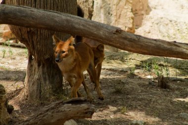 İki vahşi köpek bir ağacın yanında yürüyor, doğal bir ortamda, kırsal bir arka plan ve toprak renkleri var..