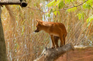 Yeşil ve uzun otlarla çevrili bir kütüğün üzerinde duran kahverengi bir hayvan. Hayvan tetikte görünüyor ve uzak bir yere, bulanık bir arka plan ile bakıyor..
