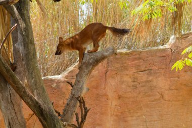 Bir ağacın dalında duran vahşi bir hayvan, kayalık bir arka planı ve doğal yaprakları var. Hayvanın ince bir vücudu ve çevikliğini ve dengesini gösteren gür bir kuyruğu var..