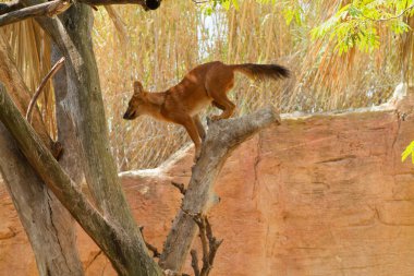 Doğal bir ortamda ağaç dalında zarif bir şekilde dengede duran vahşi bir hayvan. Arka planda kayalık bir yüzey ve gür bir yeşillik var, sakin bir atmosfer yaratıyor..