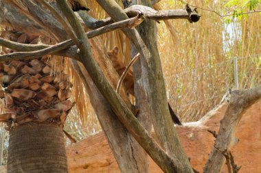 Palmiye ağaçları ve kuru yapraklarla çevrili doğal bir yaşam alanında ağaç dalında dinlenen bir aslan. Güneş ışığı yaprakların arasından süzülerek sıcak bir atmosfer yaratır..