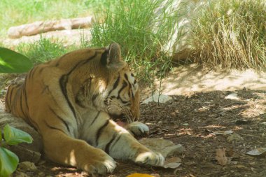 Yeşilliklerle çevrili, yaprakların arasından süzülen güneş ışığıyla yerde dinlenen bir kaplan. Kaplan yerde yatıyor, kısmen çimenler ve kayalar tarafından gizleniyor..
