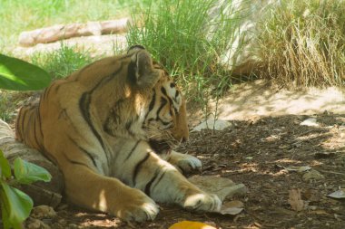 Yeşillik ve kayalarla çevrili doğal bir yaşam alanında yerde dinlenen bir kaplan. Kaplan sakin ve rahat görünüyor, başı eğik ve gözleri odaklanmış..