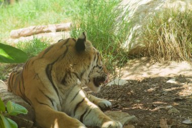 Çimen ve kayalarla çevrili doğal bir yaşam alanında dinlenen bir kaplan. Kaplan kısmen gizlidir, belirgin çizgilerini ve rahat duruşunu sergiler..