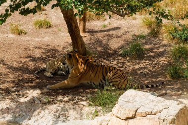 İki kaplan bir ağacın altında doğal bir ortamda dinleniyor, biri yerde yatıyor ve diğeri kısmen gizleniyor. Toprak kurudur ve yakınlarda seyrek bitki örtüsü ve kayalar vardır..