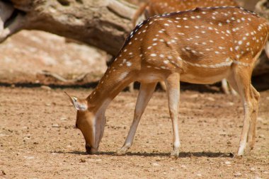 Ağaçların ve toprağın bulanık arka planına sahip doğal bir yaşam alanında, yerde otlayan benekli bir geyik..