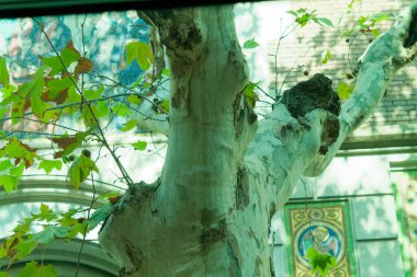 Dekoratif unsurları olan bir binanın bulanık arka planına kurulmuş, kabuğu soyulmuş beyaz ve yeşil yapraklı bir ağaç gövdesinin yakın görüntüsü..