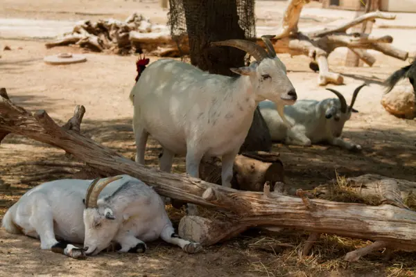 Kuru dalları ve kumlu zemini olan bir grup beyaz keçi doğal ortamda dinleniyor. Bir keçi öylece dururken diğerleri boynuzlarını ve barışçıl tavırlarını sergiliyor..