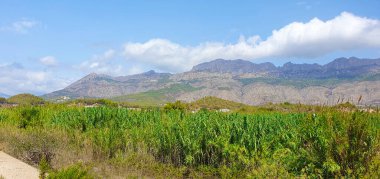 Bereketli yeşil tarlaların manzarası. Arka planda açık mavi gökyüzünün altında bir sıradağ var..