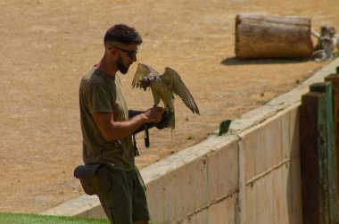 Yeşil gömlekli ve güneş gözlüklü bir adam bir şahin gösterisi sergileyen bir yırtıcı kuşu kollarında tutuyor. Dekor, kumlu zemini ve arka planda ahşap kütükleri olan bir açık alan gibi görünüyor..