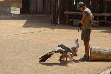Yeşil şapkalı bir adam açık hava ortamında akbabalarla etkileşime girer. Zemin kumlu ve arka planda ahşap yapılar var. Akbabalar adamı besliyor ya da araştırıyor gibi görünüyor..