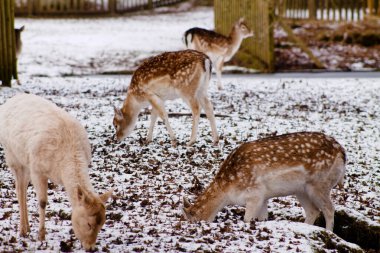 Bir grup geyik karla kaplı yerde otluyor. Sahne, biri ön planda, ikisi arka planda olmak üzere benekli ceketli üç geyik yakalıyor. Kış manzarasıyla çevrili..