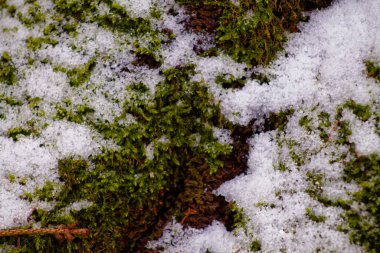 Yeşil yosun ve beyaz kar taneleri arasındaki zıtlığı gösteren hafif kar tabakasıyla kaplı yosunların yakın çekim görüntüsü..