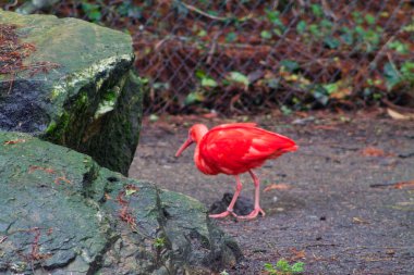 Canlı turuncu bir kuş doğal ortamda büyük kayaların yanında yürüyor. Arka planda yeşillik ve çit var. Bu da vahşi yaşam ortamını işaret ediyor..