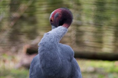Uzun boyunlu ve belirgin kafa renklerine sahip bir kuşun yakın çekimi tüylerini ve duruşunu doğal bir ortamda sergiliyor..