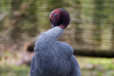Tüylerini diken diken eden belirgin kırmızı ve siyah bir kafaya sahip bir vinç. Arka plan bulanık, kuşun zarif boynuna ve tüylerine odaklanmış..