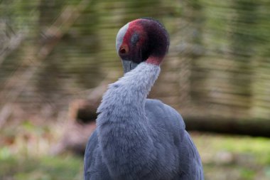 Belirgin kırmızı ve siyah bir kafası, gri tüyleri ve uzun boynu olan, bulanık doğal bir arka planı olan bir kuşun yakın çekimi..
