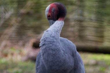 Tüylerini diken diken eden, kendine özgü kırmızı ve siyah bir kafası olan gri bir kuşun yakın çekimi. Arka plan bulanık, kuşun zarif duruşunu ve eşsiz rengini vurguluyor..