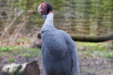 Gri bir vinç yakın plan, kendine özgü kırmızı ve siyah bir kafaya sahip, doğal bir ortamda duruyor. Turnanın boynu kıvrımlı, zarif duruşunu sergiliyor..