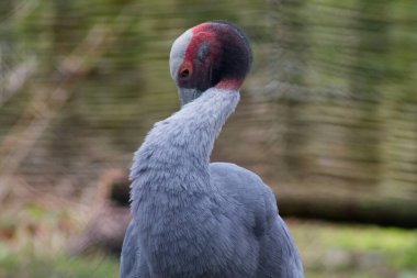 Uzun boyunlu ve gri tüylü bir kuşun yakın çekimi. Kırmızı ve siyah desenli eşsiz kafasını gösteriyor. Arka plan bulanık, kuşun özelliklerini vurguluyor..