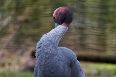 Uzun boyunlu, belirgin kırmızı ve siyah başlı bir kuşun yakın çekimi. Kuşun bedeni gridir ve boynu geriye doğru kıvrılmış vaziyettedir. Arka plan bulanık, doğal bir yaşam alanı olduğunu gösteriyor..