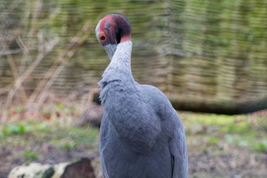 Gri renkli, kendine özgü kırmızı ve siyah bir kafası olan, doğal bir ortamda duran gri bir kuşun yakın çekimi. Kuşun uzun bir boynu var ve arkasını kolluyor. Benzersiz özelliklerini gösteriyor..