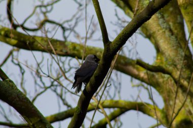 Bir ağacın dalına tünemiş siyah bir kuş, çıplak dallarla çevrili. Arka plan hafifçe bulanık, kuşun ve ağacın dokusunu vurguluyor..