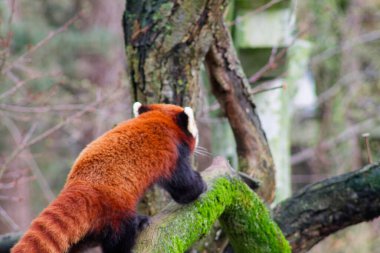 Orman ortamında yosun kaplı ağaca tırmanan bir kırmızı panda. Hayvanın siyah bacaklı ve çalı kuyruklu kırmızımsı kahverengi bir kürkü var. Arka planda bulanık ağaçlar ve yeşillik yer alıyor ve doğal bir doğal yaşam ortamı yaratıyor..