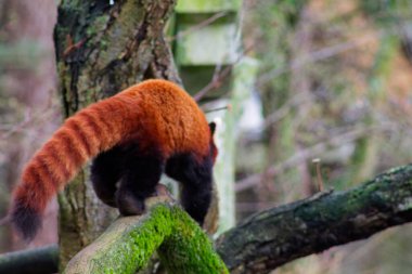 Orman ortamında yosun kaplı bir kütüğe tırmanan bir kırmızı panda. Hayvanın belirgin kırmızımsı kahverengi kürkü ve çalı kuyruğu, izleyiciden uzaklaşırken göze çarpar..