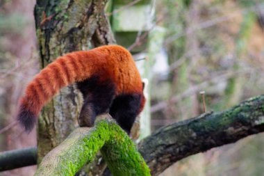 Ormanda yosun kaplı bir dalda yürüyen kırmızı bir panda. Hayvanın belirgin kırmızımsı kahverengi kürkü ve çalısı kuyruğu, ağaçların ve yaprakların bulanık arkaplanıyla belirgindir..