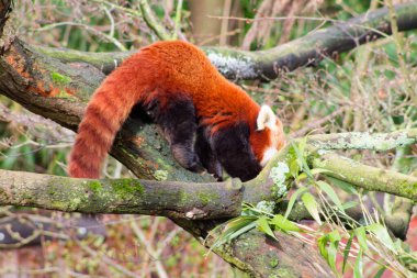 Bir ağaç dalında dinlenen kırmızı bir panda, kafası aşağıda ve kuyruğu kenarda sallanıyor. Ağaç yosunlarla kaplı ve yeşilliklerle çevrili..