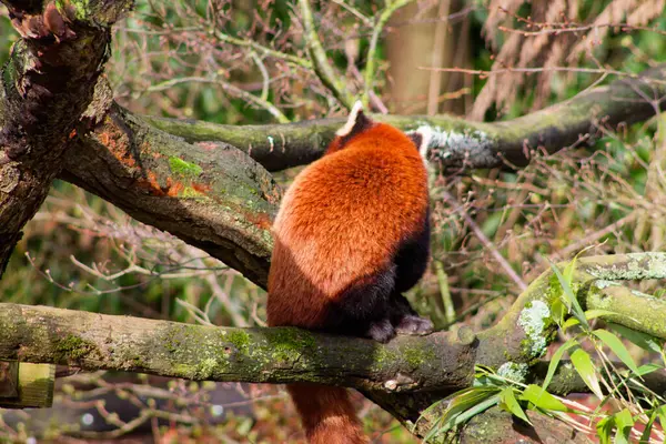 Bir ağaç dalında oturan kırmızı bir panda, kameradan uzağa bakıyor. Hayvanın kabarık kırmızımsı kahverengi bir ceketi ve gür bir kuyruğu var. Arkaplanda doğal bir ortam oluşturan yeşil yapraklar ve dallar yer alıyor..