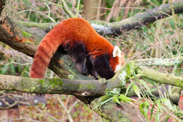 Bir ağaç dalında dinlenen kırmızı bir panda, kafası aşağıda ve kuyruğu kenarda sallanıyor. Ağaç yosunlarla kaplı ve yeşilliklerle çevrili..