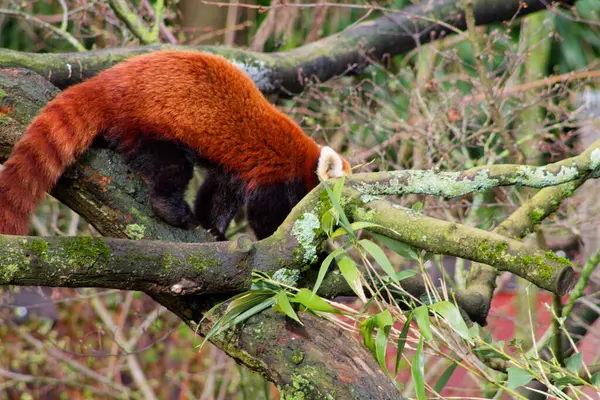 Kırmızı bir panda ağaç dalına tırmanıyor, belirgin kırmızı-kahverengi kürkünü ve çalı kuyruğunu gösteriyor. Arka planda yeşil yapraklar ve dallar yer alır ve doğal bir doğal yaşam alanı oluşturur..