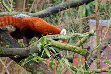 Kırmızı bir panda ağaç dalına tırmanıyor, belirgin kırmızı-kahverengi kürkünü ve çalı kuyruğunu gösteriyor. Arkaplanda yeşil yapraklar ve bambu var..