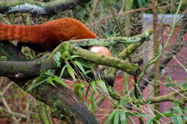 Bir kırmızı panda ağaç dalına tırmanıyor, kısmen yaprakların ve dalların arasına gizlenmiş. Canlı turuncu kürk yeşil yaprakla çelişiyor ve doğal bir manzara yaratıyor..