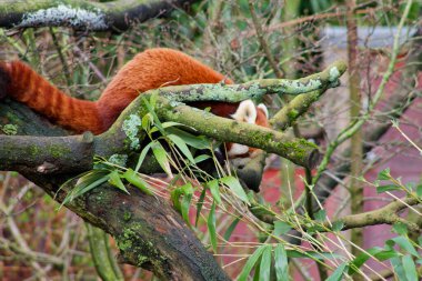 Yeşil yapraklarla çevrili bir ağaç dalında dinlenen kırmızı bir panda. Panda 'nın kırmızımsı kahverengi kürkü yeşil yapraklarla çelişiyor ve doğal bir manzara yaratıyor..