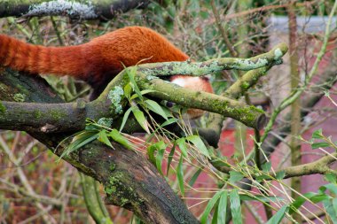 Çalı gibi turuncu kuyruğuyla dalların arasına kısmen gizlenmiş kırmızı bir panda. Panda yeşil bambu yaprakları ve ağaç dallarıyla çevrili, doğal bir yaşam ortamı sergiliyor..