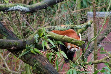 Bir kırmızı panda, bambu yapraklarıyla çevrili bir ağaç dalına tırmanıyor. Hayvanın kırmızı-kahverengi kürk mantosu var ve doğal bir yaşam alanına yerleştirilmiş, neşeli doğasını gözler önüne seriyor..