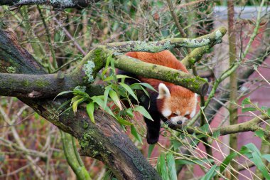 Etrafı yeşilliklerle çevrili bir ağaç dalında dinlenen kırmızı bir panda. Hayvanın kırmızımsı kahverengi kürkü var ve kısmen yaprakların arasına gizlenmiş, neşeli doğasını gözler önüne seriyor..