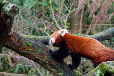 Kırmızı bir panda ağaç dalına doğal bir şekilde tırmanıyor. Hayvanın kırmızımsı kahverengi kürkü var ve yeşilliklerle çevrili olarak yükselişine odaklanmış durumda..