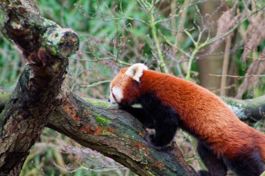 Kırmızı bir panda ağaç dalına tırmanıyor, belirgin kırmızı-kahverengi kürkünü ve şakacı tavırlarını sergiliyor. Arka plan, pandanın doğal yaşam alanını vurgulayarak yeşilliği bulanıklaştırdı..