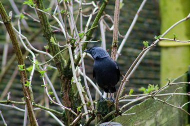 Siyah bir kuş tomurcuklanan yaprakların arasına tünemiş, doğal bir ortamla çevrili. Kuşun parlak bir görünüşü var ve çevresine odaklanmış durumda..